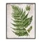 Stupell Industries Distressed Fern Leaf Framed Giclee Wall Art Design by Susan Arnot